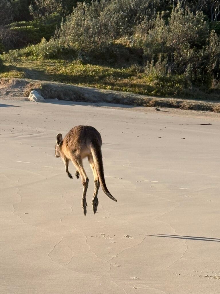 Diamond Head Campground NSW: Beach Camping in Crowdy Bay National Park
