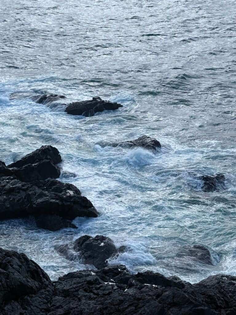 looking for dolphins